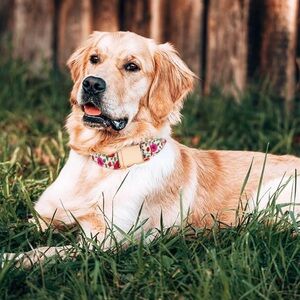 Female Dog Collar Floral Pattern with Bows - Pink and Rose Gold, Small